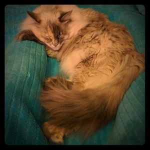 Bundle for @emoprince🖤☠️💜